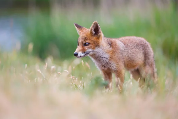 Petit Renard Rouge Mignon Sur Prairie Verte — Photo