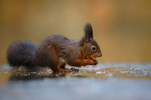 Nahaufnahme Von Rotem Eichhörnchen Wald — Stockfoto