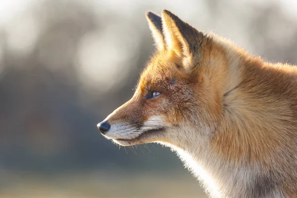 Cute red fox, close up view