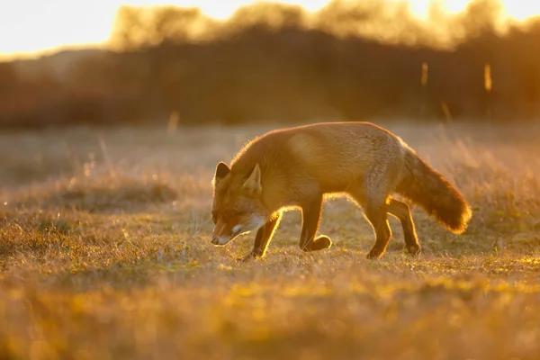 Cute Red Fox Piękny Zachód Światło — Zdjęcie stockowe