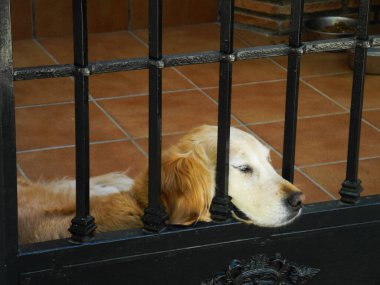 Sıcak ve güneşli yaz gününde uyuyan komik köpek.                                