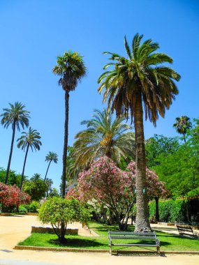 İspanya, Segovia 'da palmiye ağaçları ve zakkum çalıları.                                