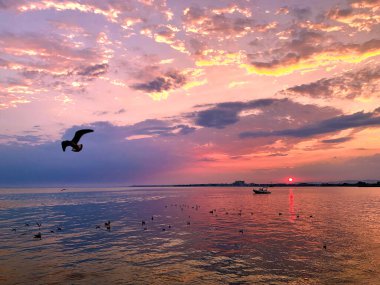 Denizin üzerindeki kuş ve gün batımı. Güzel menekşe ve pembe renkler. 