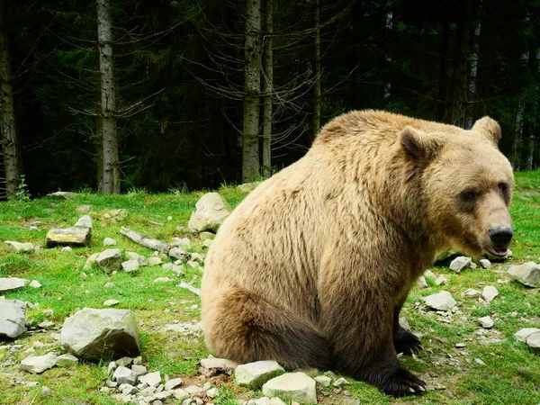 Резервация Бурого Медведя Закрыть — стоковое фото