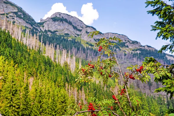 Beautiful mountains landscape, mountain ash branches (rowan tree). Bright blue sky.