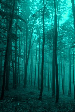 Foggy turquoise woods, scary halloween concept. Mysterious forest.  clipart