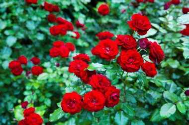 Bahçedeki güzel kadife kırmızı güller, yakın.. 