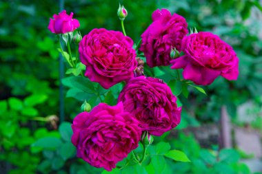 Bahçede pembe gül çalısı, parlak parlak renkler. İlkbahar. 