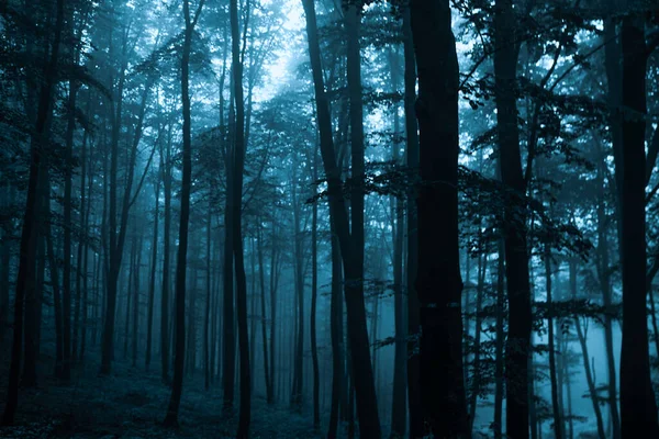 Волшебный Страшный Бирюзовый Лес Концепция Хэллоуина — стоковое фото