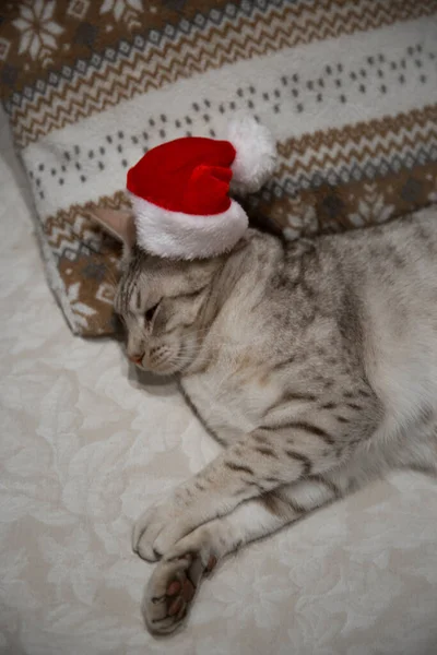 Kotek Czerwonym Kapeluszu Spokojnie Śpiący Kanapie Ozdobionej Poduszce — Zdjęcie stockowe