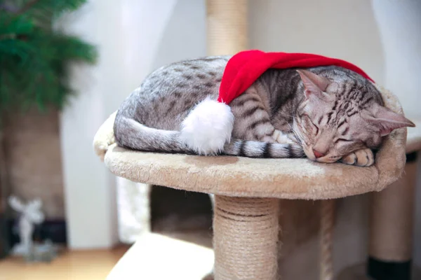 Cat wearing santa hat adorable sleeping. Christmas background. Cozy winter holidays.