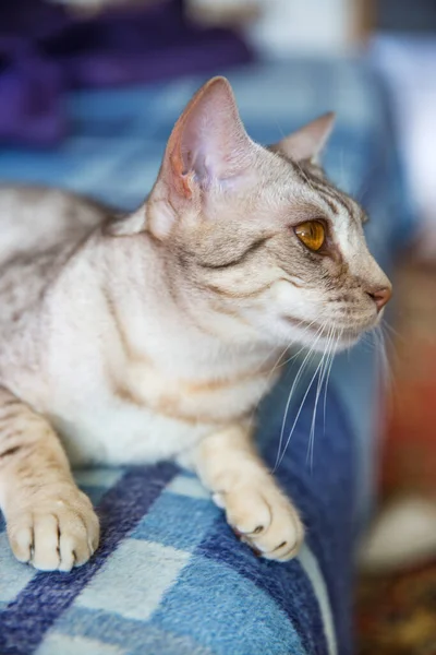 Gato Ocicat Deitado Azul Branco Close — Fotografia de Stock