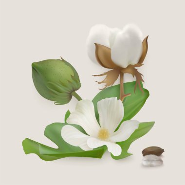 Vektör pamuk aşamaları