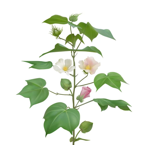 Vector ramo de algodão com flores — Vetor de Stock