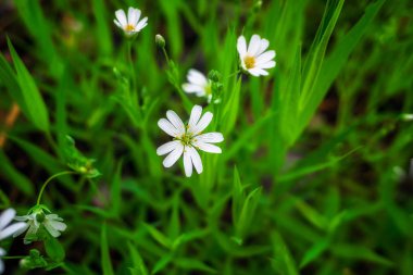 Ormanda erken bahar çiçekleri. Tasarım için arka plan