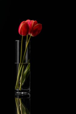 Siyah arka plan üzerinde cam içine kırmızı laleler. Üst görünüm, boş alan