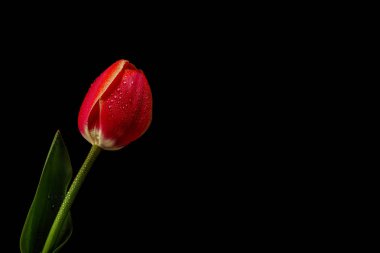 Siyah arka plan üzerinde cam içine kırmızı laleler. Üst görünüm, boş alan