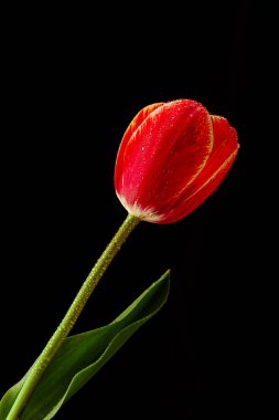 Siyah arka plan üzerinde cam içine kırmızı laleler. Üst görünüm, boş alan