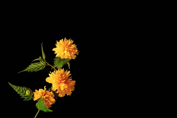 Siyah arka planda erken bahar sarı çiçekler. Yan görünüm. Arka alan.