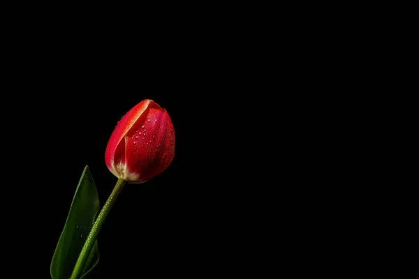Red Tulips Glass Black Background Top View Blank Space — Stock Photo, Image
