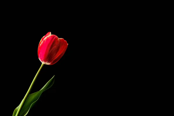 Rudé Tulipány Skla Černém Pozadí Pohled Shora Prázdný Prostor — Stock fotografie