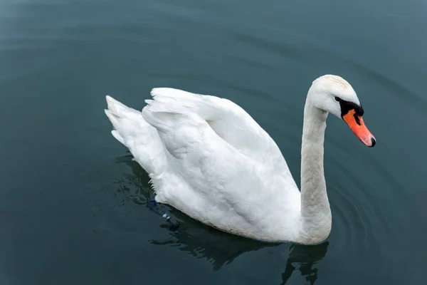 Wilder Weißer Schwan Schwimmt Einem Blauen See — Stockfoto