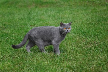 Bir parkta turuncu gözlü gri İngiliz kedi. 