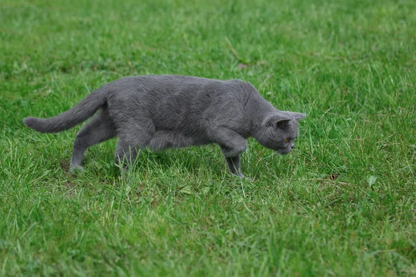 Die Graue Britische Katze Mit Orangefarbenen Augen Jagt Park Nach — Stockfoto