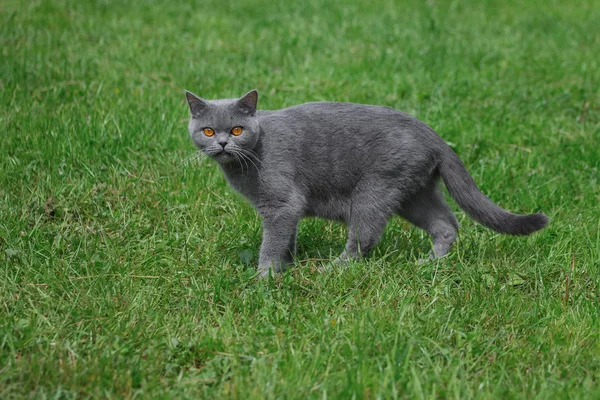 Grey British Cat Orange Eyes Park — Stock Photo, Image