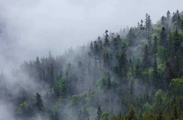 After  heavy rain the mountain forest covered the cloud. Background for design.