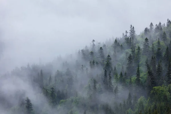 Μετά Από Μεγάλη Βροχή Ορεινό Δάσος Κάλυψε Σύννεφο Φόντο Για — Φωτογραφία Αρχείου