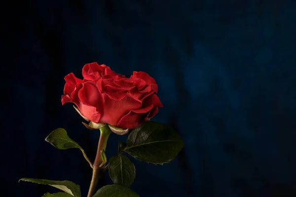 Rosa Rossa Sfondo Blu Sfocato Vista Laterale Spazio Vuoto Contesto — Foto Stock