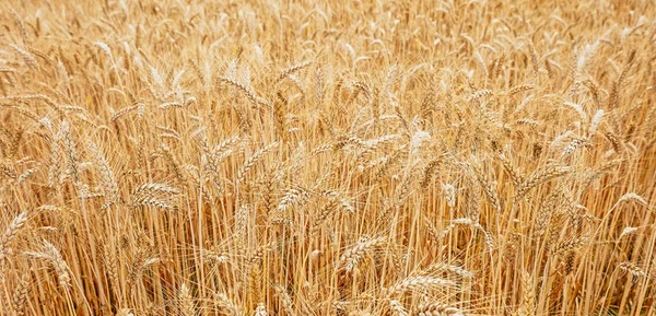 Field Ripe Wheat Harvesting Background Design — Stock Photo, Image