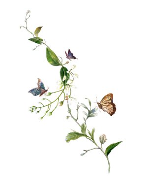 suluboya, yaprakları ve çiçek, beyaz arka plan üzerinde Kelebek 