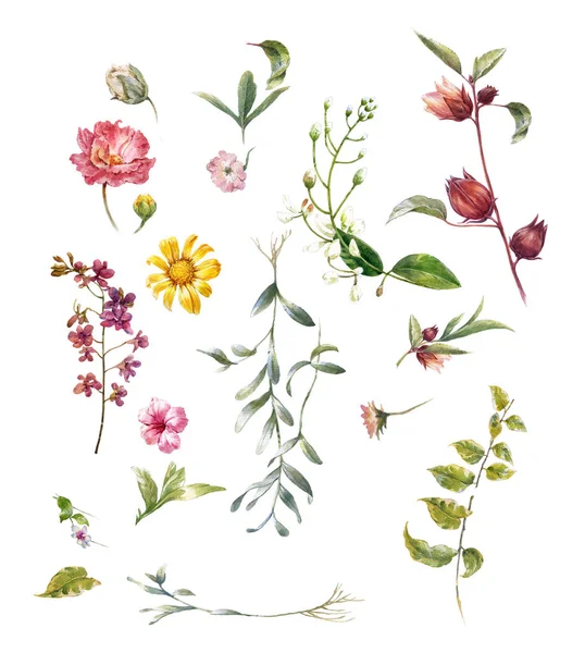 Beyaz arkaplanda yaprakların ve çiçeklerin suluboya resmi 