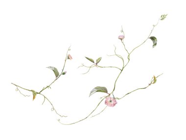 Beyaz arkaplanda yaprakların ve çiçeklerin suluboya resmi 
