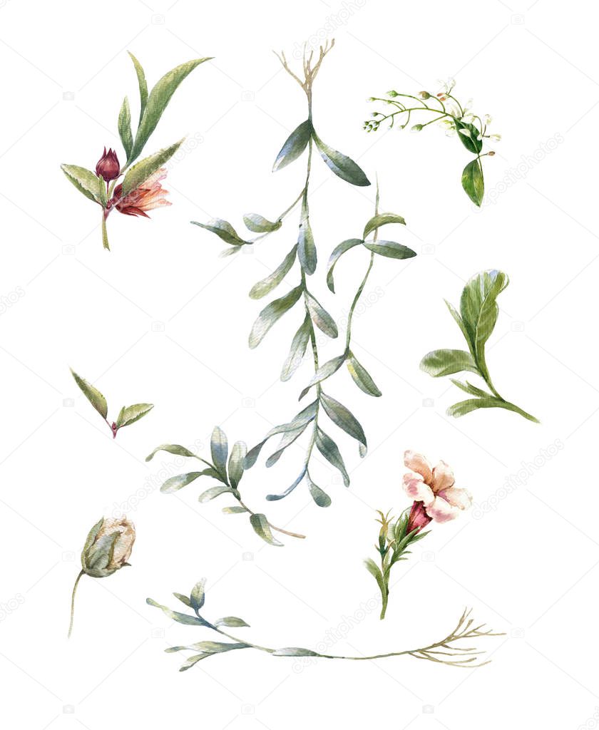 watercolor painting of leaves and flower, on white background 