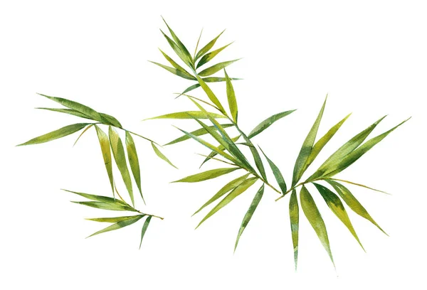 Malba Akvarel Ilustrace Bambusových Listů Bílém Pozadí — Stock fotografie