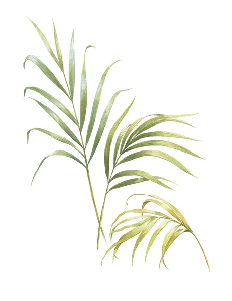 Watercolor Painting Coconut Palm Leaves Isolated White Background — Stock Photo, Image