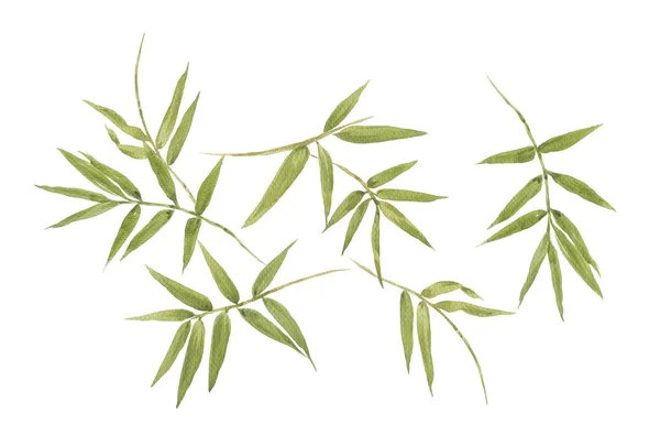 Акварельная Иллюстрация Живописи Листьев Бамбука Белом Фоне — стоковое фото