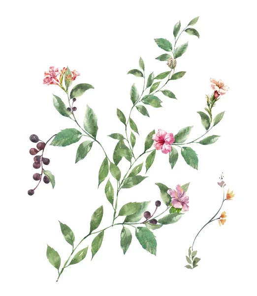 Akvarel Malba Listí Květin Bílém Pozadí — Stock fotografie