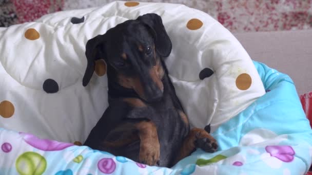 Bonito dachshund preto e bronzeado deitado de costas na cama com linho colorido, olhando para os lados e, de repente, girando em suas patas. Mascote mimado em casa, coberto de cobertor . — Vídeo de Stock