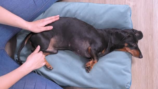 Ludzkie dłonie delikatnie ugniatają jamnika za łapą, zabiegi rehabilitacyjne i fizjoterapię po urazie lub złamaniu, widok z góry. Profesjonalny masaż wellness dla zwierząt domowych. — Wideo stockowe