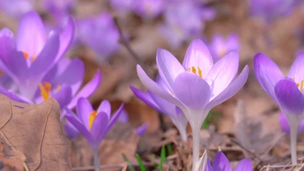 봄, 아름다운 자연의 몬테네그로에서 밝은 라일락의 크로커스가 피어 오릅니다. 옥외에서 꽃을 가까이 서 찍고 바람에 흔들리는 모습 — 비디오