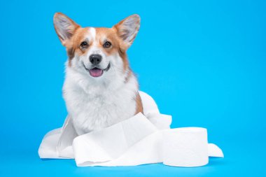İtaatkâr gülen Galli Corgi Pembroke ya da tuvalet kağıdına sarılı hırka köpek mavi arka planda yeni rulonun yanına oturur, ön manzara, metin için kopyalama alanı. Alışveriş histerisi ve hijyen ürünleri eksikliği..