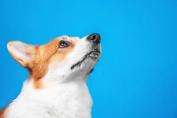 Portret van schattige welsh corgi pembroke of vest op zoek naar een blauwe achtergrond, kopieer ruimte voor reclame tekst. Hond kijkt trouw naar de eigenaar of ziet iets iterants. — Stockfoto