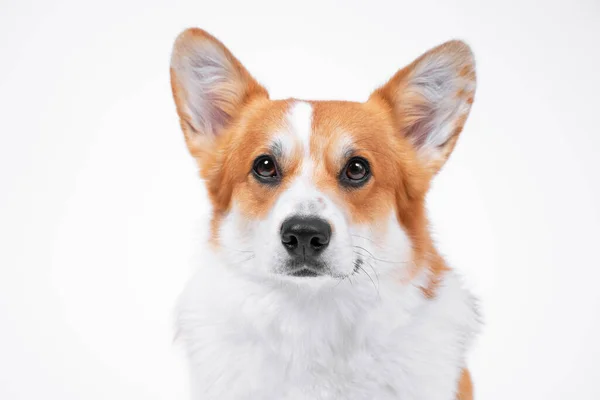 Portrait of smart obedient welsh corgi pembroke or cardigan dog looking forward on white background, front view, copy space for advertising text. — Stock Photo, Image