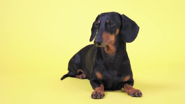 Een schattige teckel hond, zwart en bruin, ligt op een gele achtergrond, kijkt om zich heen. Kopieerruimte — Stockvideo