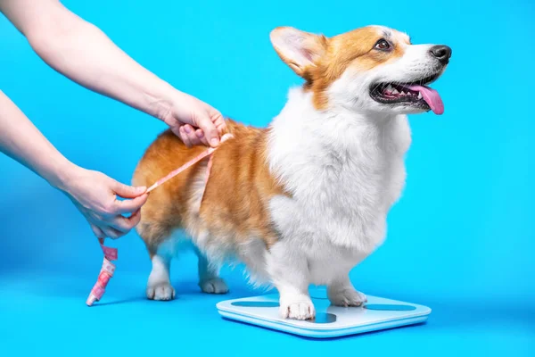 Şirin Welsh corgi pembroke veya hırka dikilir ve ağırlığı kontrol eder mavi arka planda elektronik zemin ölçeği, metin için kopyalama alanı. İnsan eli, köpeğin hacmini ve boyutunu bir santimetre ile ölçer..