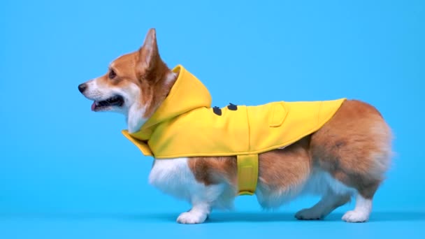 Leuke welsh corgi pembroke of vest hond in gele regenjas staat in profiel op blauwe achtergrond en rent weg. Huisdier bereid voor wandeling in koud regenachtig weer. — Stockvideo